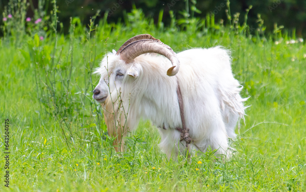 Obraz premium Portrait of a white goat on green grass