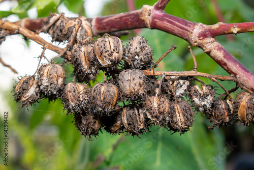 Dried castor bean, leaves of ricinus communis, the castor bean or castor oil plant photo