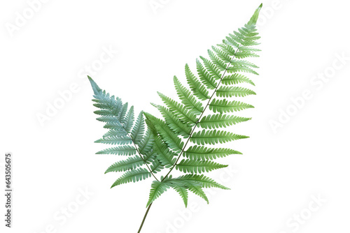 Japanese Painted fern leaves PNG isolated on transparent background - A beautiful and hardy ornamental plant for your garden photo