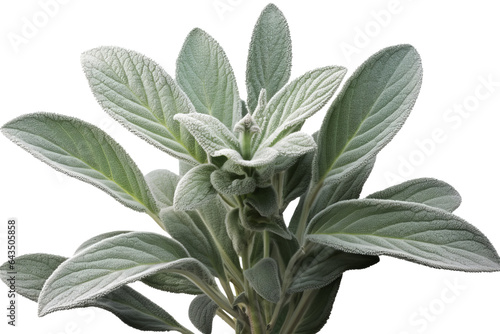 Lamb’s Ear plant PNG isolated on transparent background - A close-up view of the fuzzy and silvery green leaves of Stachys Byzantina photo