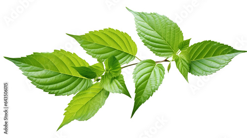 Green Leaves of Different Shapes and Sizes Isolated on Transparent Background - High Resolution PNG Image © Ameer