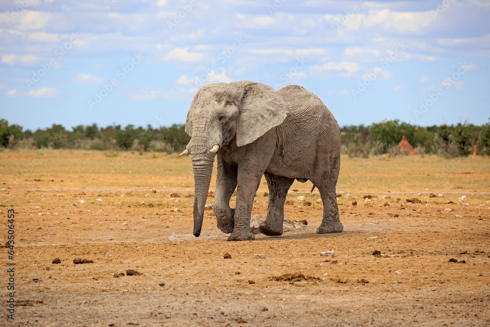 Obraz premium Elefantenbulle