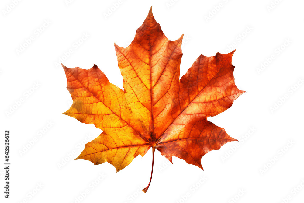 Maple leaf isolated on transparent background - Autumn seasonal symbol Maple leaf isolated on transparent background - Autumn seasonal symbol