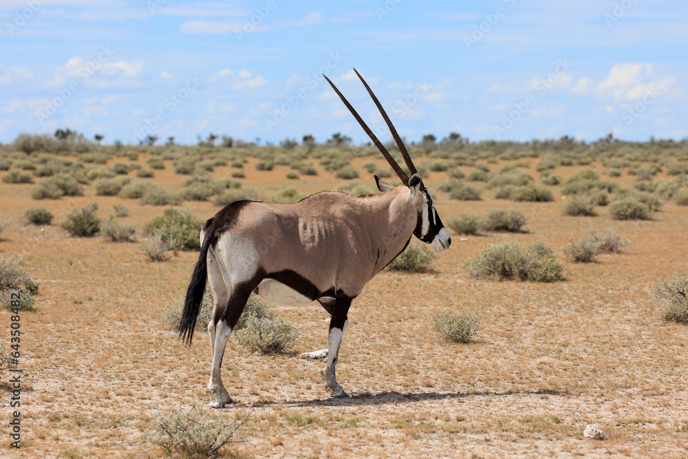 Fototapeta premium Oryxantilope