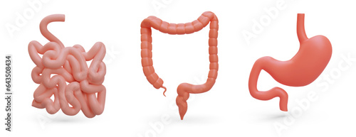 Set of realistic organs of gastrointestinal tract. Human digestive system. 3G stomach, small intestine, large intestine. Color isolated vector illustration with shadows