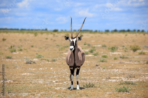 Oryxantilope photo