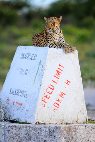 Leopard auf einem Wegweiser photo