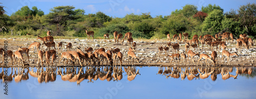Impalas beim Trinken am Wasserloch