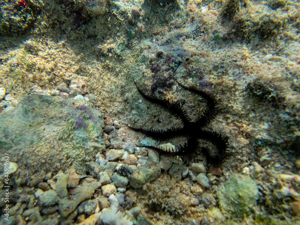Starfish at the bottom of a coral reef in the Red Sea. Ophiura, Linckia multifora Starfish at the bottom of a coral reef in the Red Sea. Ophiura, Linckia multifora