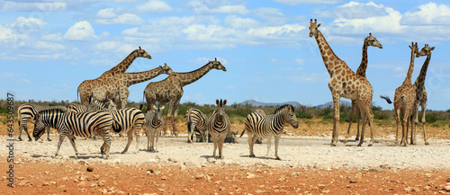Bergzebras und Giraffen