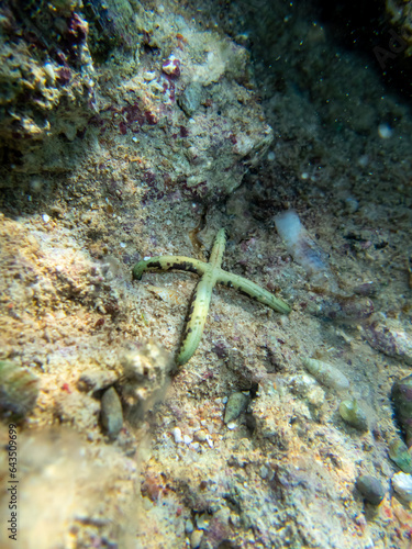 Starfish at the bottom of a coral reef in the Red Sea. Ophiura, Linckia multifora photo