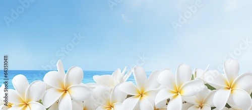 Frangipani flowers that are white