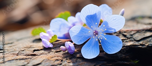 First blue flower of Spring Hepatica Nobilis photo
