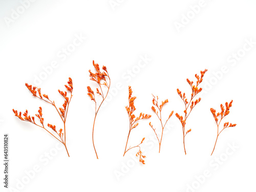 Mixed of dry flowers and grass in white isolated background. Pastel minimal style.