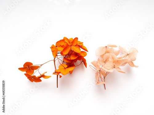 Mixed of dry flowers and grass in white isolated background. Pastel CAMERA