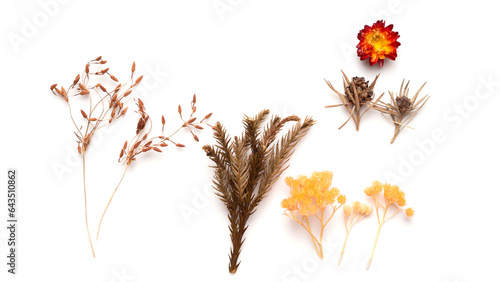 Mixed of dry flowers and grass in white isolated background. Pastel CAMERA