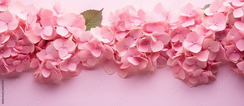 Obraz premium Pink hydrangea flowers with green leaves on pink background top view flat lay copy space Floral card for holidays and special occasions