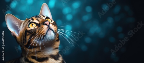 Inquisitive Bengal cat gaze...