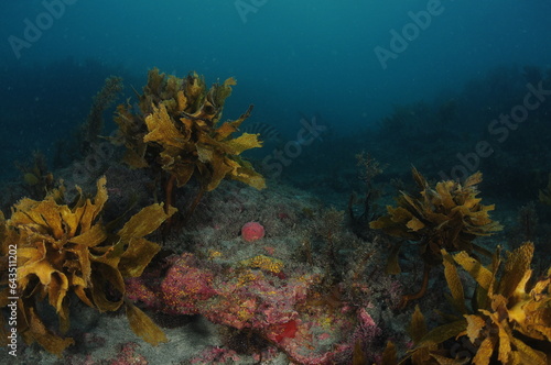Flat rocky reef with colourful invertebrates among short algae surrounded by brown kelp. Location: Leigh New Zealand