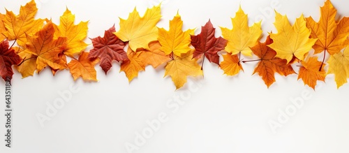 Top down view of white background with space for text featuring autumn maple leaves
