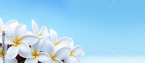 Frangipani flowers that are...