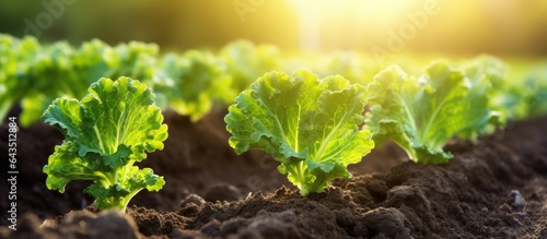 Picture of young kale plant...