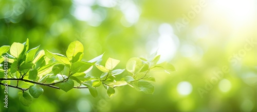 Blurred green leaf background with sunlight and copy space representing natural plants and ecology #643513855