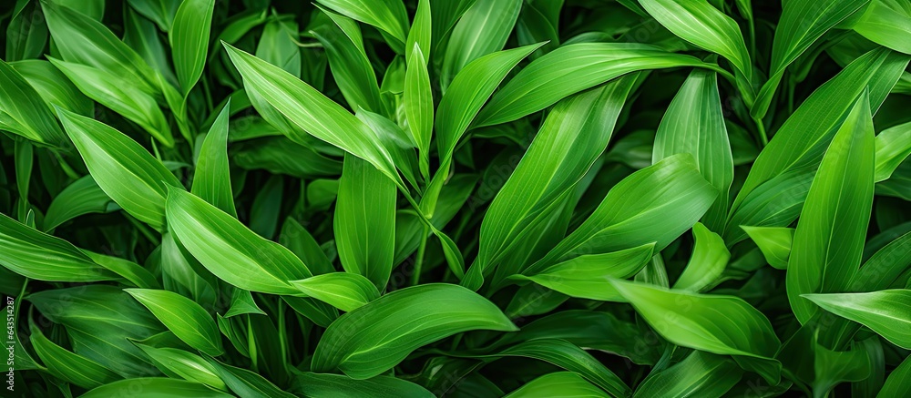 Grassy leaves for backgrounds wallpaper and websites Copy space frame Grassy leaves for backgrounds wallpaper and websites Copy space frame