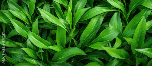 Grassy leaves for backgrounds wallpaper and websites Copy space frame