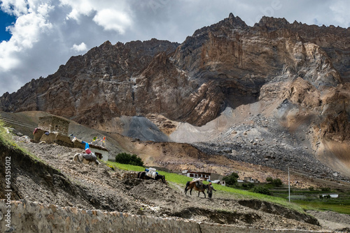 High desert scenery with horses on a trekking expedition to Zanskar, Ladakh, India