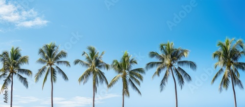 Coconut trees against sky copy space for text