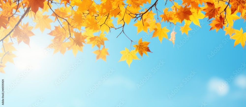 Tree branches with yellow leaves against a blue sky Tree branches with yellow leaves against a blue sky