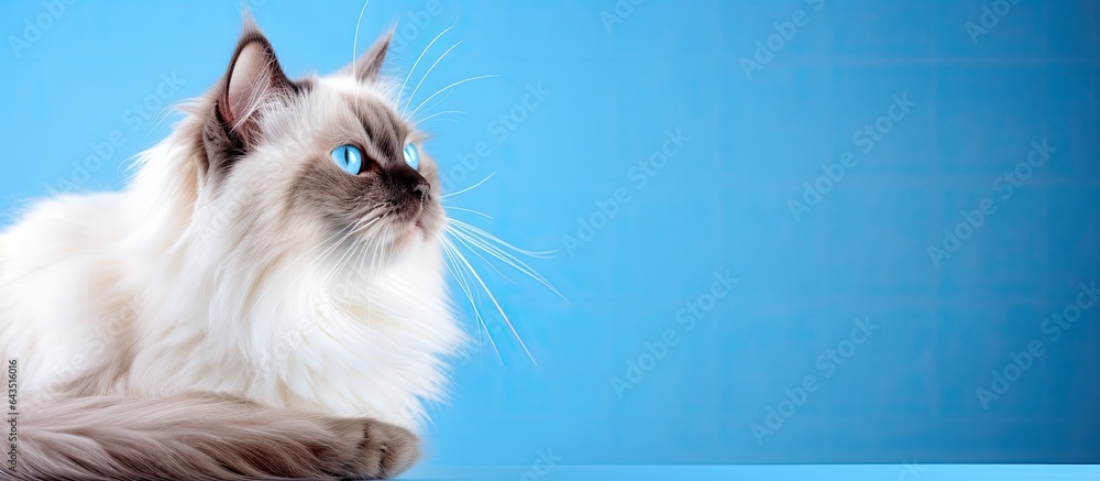 Blue eyed portrait of a Birman cat on a fluffy blue background
