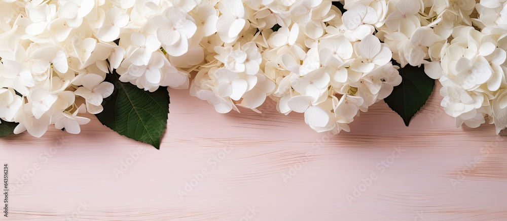 Minimalist white hydrangea close up for Mother s Day with copy space Minimalist white hydrangea close up for Mother s Day with copy space