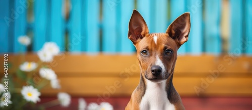 Indoor image of a Basenji puppy for copy space on a white background © vxnaghiyev