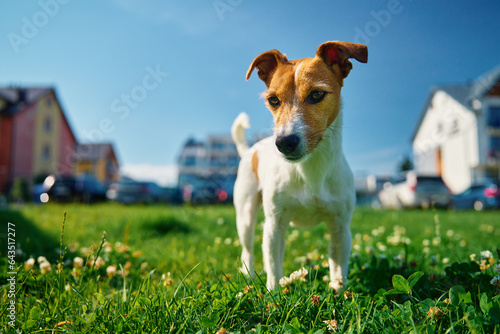 Fototapeta Naklejka Na Ścianę i Meble -  Cute small dog on lawn with green grass near living house at summer day. Active pet outdoors. Cute Jack Russell terrier portrait