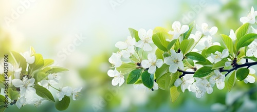 Springtime with blooming cherry flowers green leaves and a floral background providing space to write