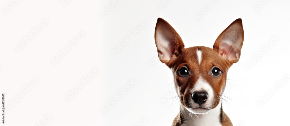 Indoor image of a Basenji puppy for copy space on a white background