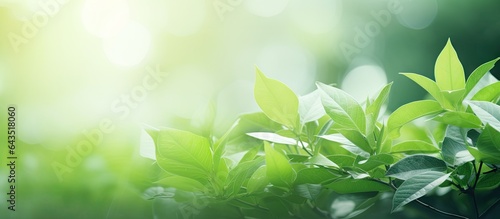 Blurry green leaf backdrop ...