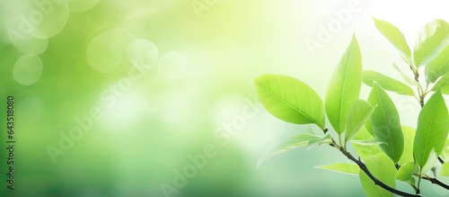 Blurry green leaf backdrop ...