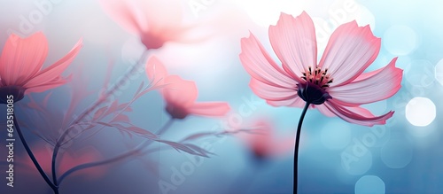 Soft focus flower with blurred background