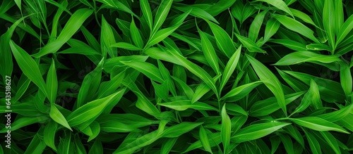 Grassy leaves for backgrounds wallpaper and websites Copy space frame