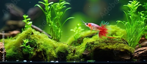 Freshwater tank with cherry...