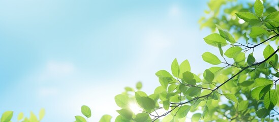 Spring landscape with soft lighting showcasing green leaves and blue sky
