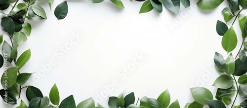 Nature and botanics banner with framed leaves and empty space
