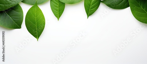 Green leaf closeup on white background as background concept