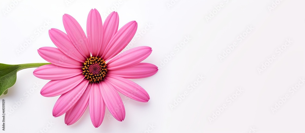 Isolated pink flower on white background with space for text Isolated pink flower on white background with space for text