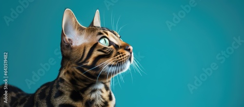 Inquisitive Bengal cat gaze...