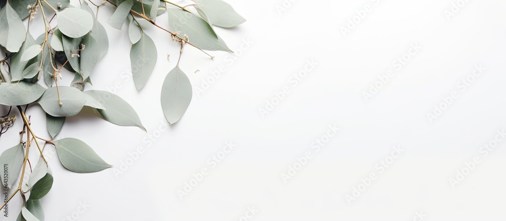 Fototapeta premium Eucalyptus leaves with available space for use