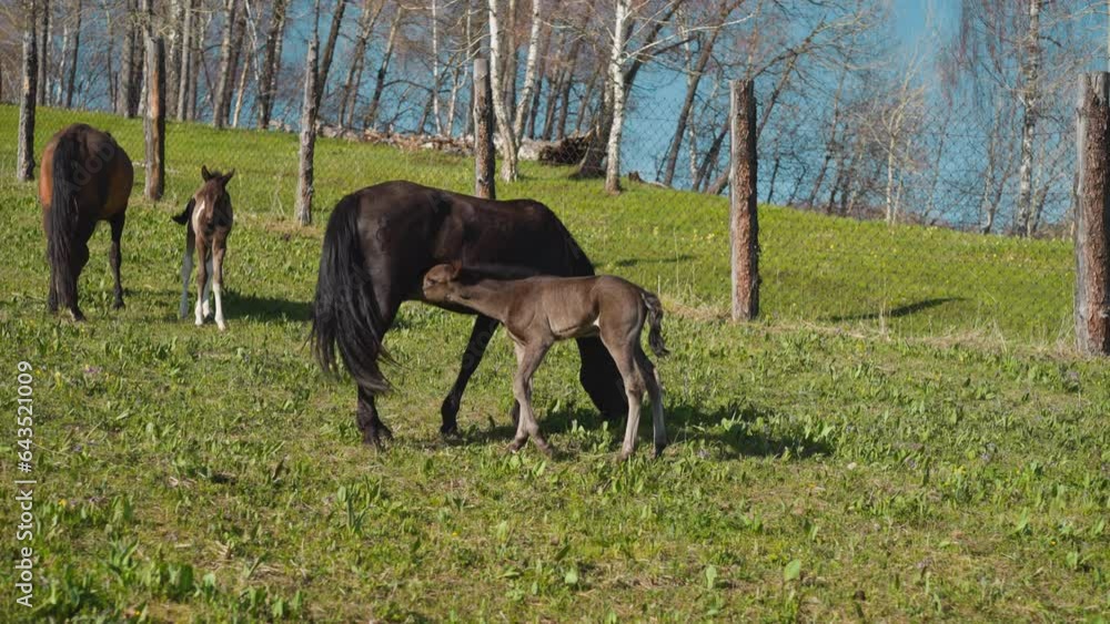 Black horse pursues sorrel running fast along boundless field against hills slow motion. Elite equine farm animals free roam on ranch green pastureland Black horse pursues sorrel running fast along boundless field against hills slow motion. Elite equine farm animals free roam on ranch green pastureland